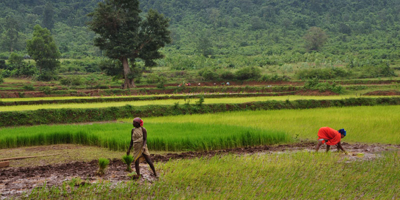 farming-in-koraput-odisha